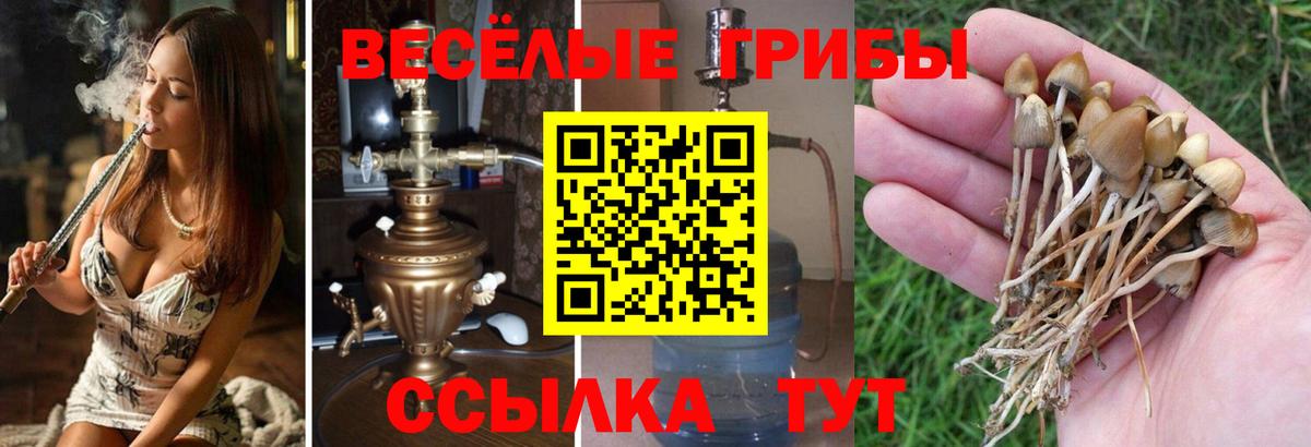 Галлюциногенные грибы Psilocybe  Вход с VPN  Радужный 